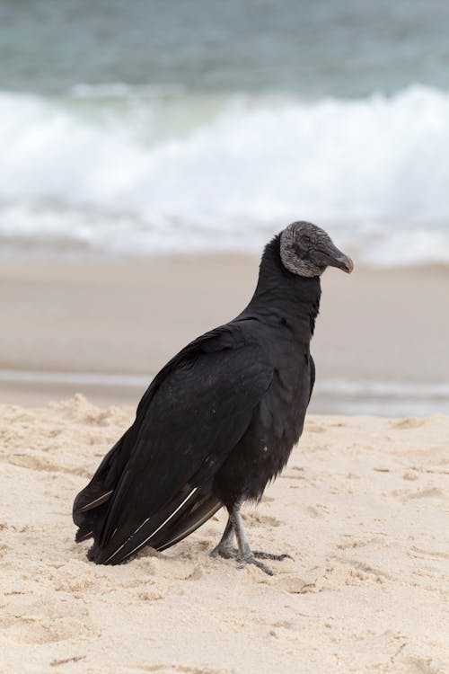 Free Black Bird on Brown Sand Stock Photo