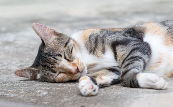 一只虎斑猫安静地睡在户外的水泥地上，很适合宠物爱好者观赏