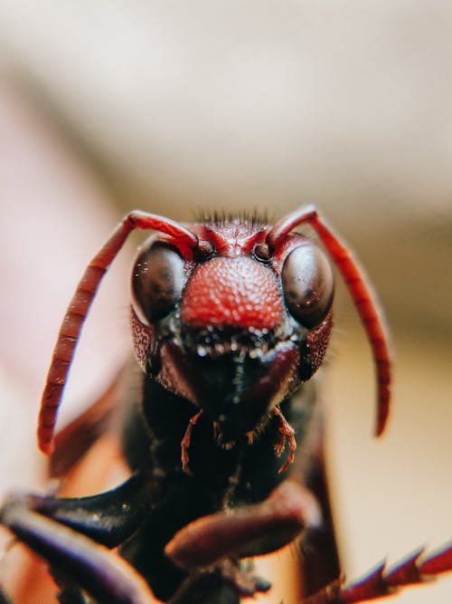 Macro Photography of an Insect