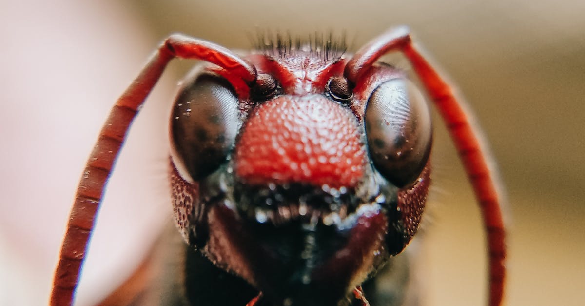 Macro Photography of an Insect
