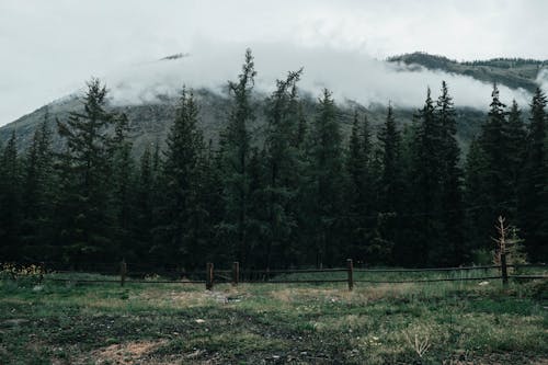 Foto profissional grátis de área, árvores, cerca de madeira