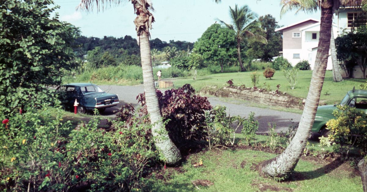 Scenic view of a tropical suburb with parked cars and lush greenery, creating a serene atmosphere.