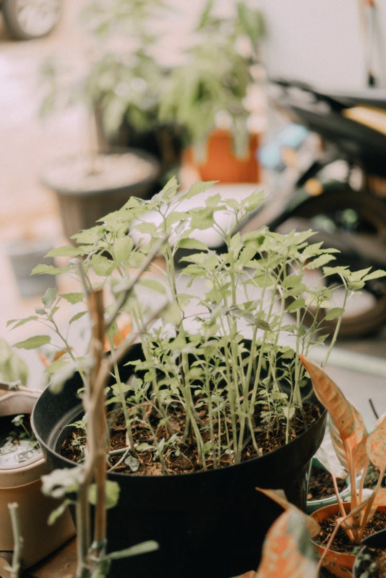 Seedlings On Black Plastic Pot