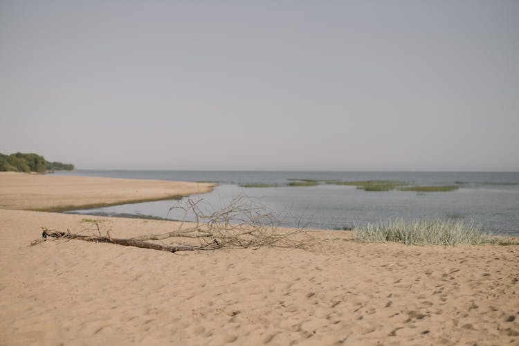 Tree Log On Brown Sand 