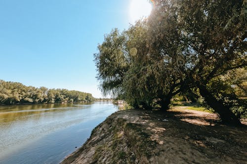 Darmowe zdjęcie z galerii z drzewa, flora, listowie