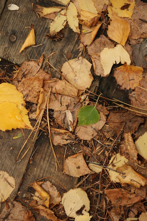 Green Leaf among Yellow Autumn Leaves