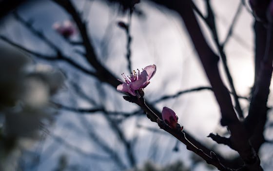 樱花清晰可见，树枝模糊，更显春色之美