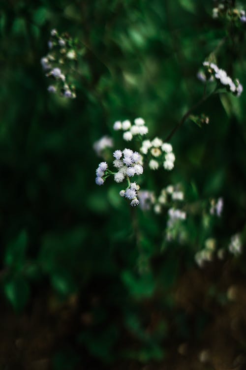 Imagine de stoc gratuită din botanică, centrale, flori albe