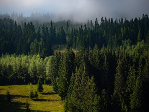 ağaçlar, arazi, barışçıl içeren Ücretsiz stok fotoğraf