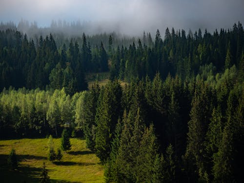 Kostnadsfri bild av barrträd, fredlig, Granar