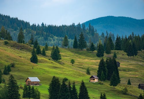 Scenic View of Trees on a Mountain