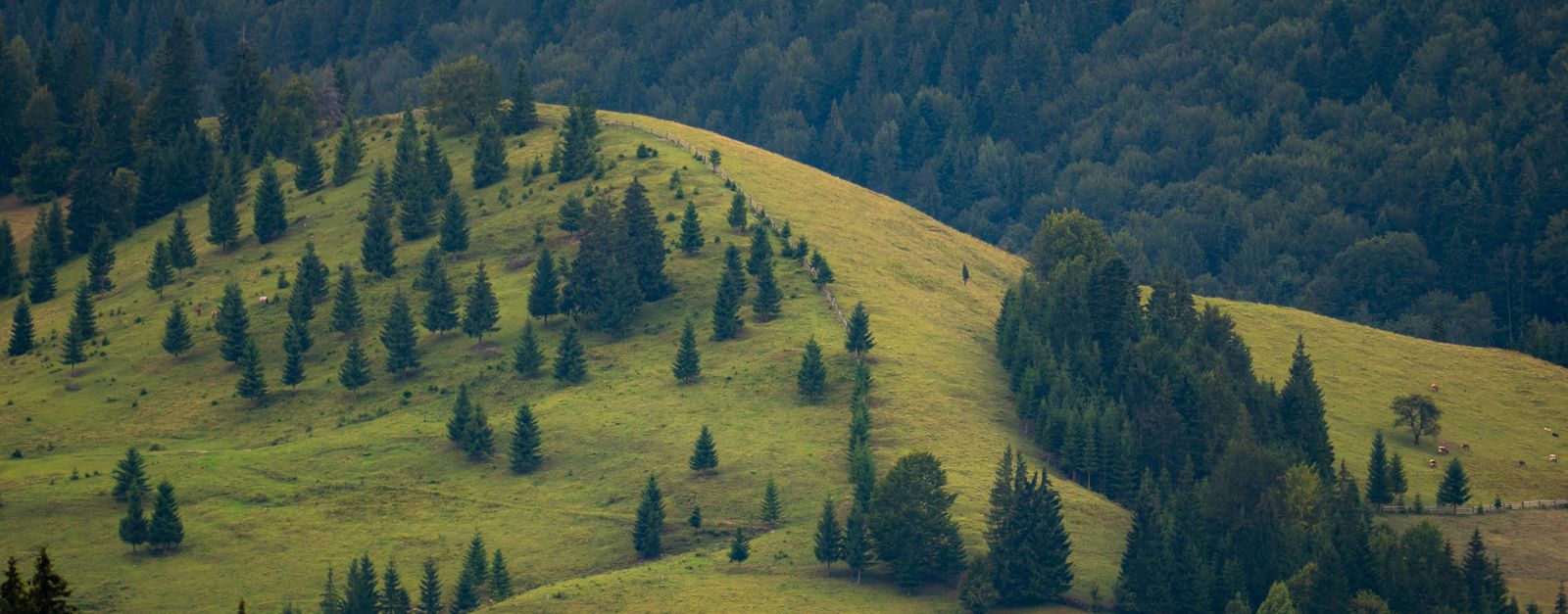 Serene view of lush green hills and forest in Romania, ideal for nature lovers.