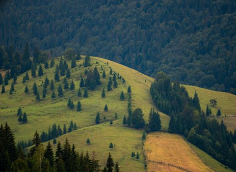 Serene view of lush green hills and forest in Romania, ideal for nature lovers.