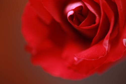 Free stock photo of rose