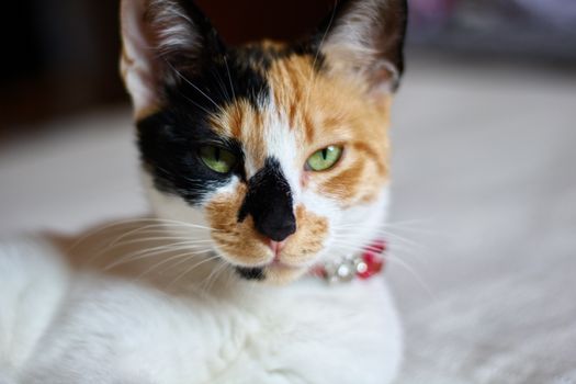 一只可爱的花布猫，长着绿色的眼睛，躺在室内的特写肖像