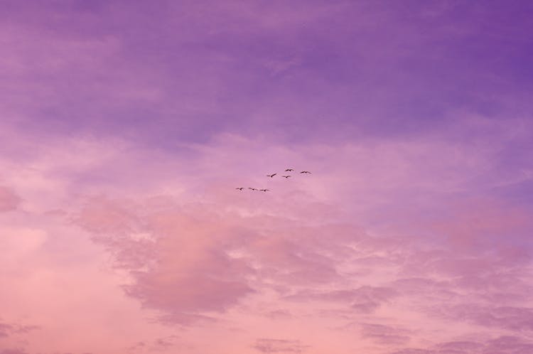 Birds Flying On The Background Of A Purple And Pink Sunset Sky 