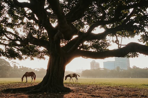 Free Horses grazing on green field near lush tree with thick trunk in daylight with plants and modern buildings on background Stock Photo