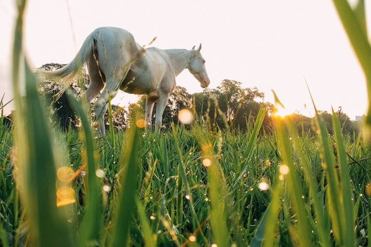 White Horse On Grassy Meadow