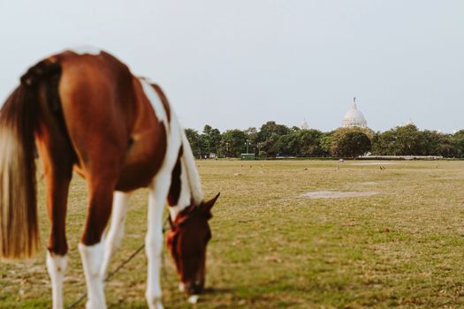 Spotted horse on leash eating grass on green meadow in daylight with tree and white dome in distance in nature