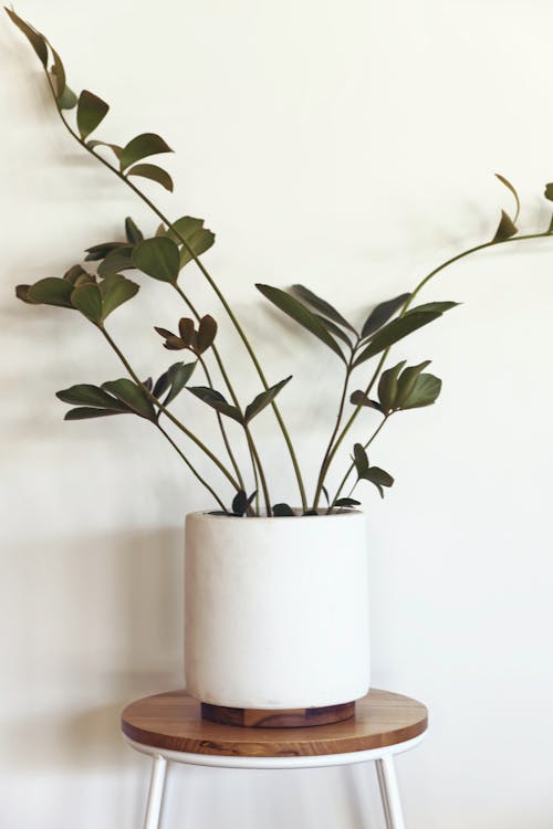 A Plant in a White Pot