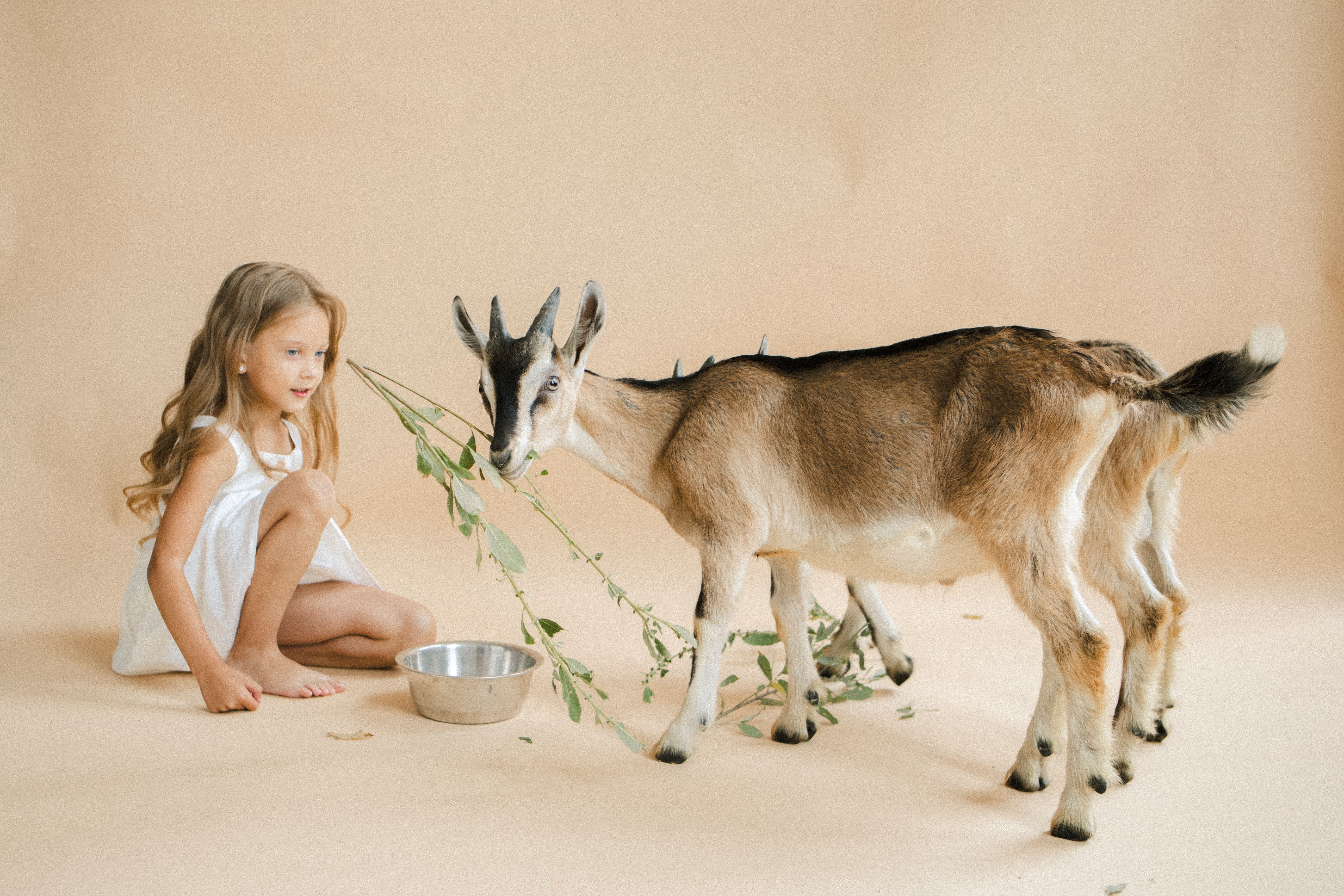Animal Care Services Offers Pet Safety Tips for Easter — Photo by KATRIN  BOLOVTSOVA on Pexels