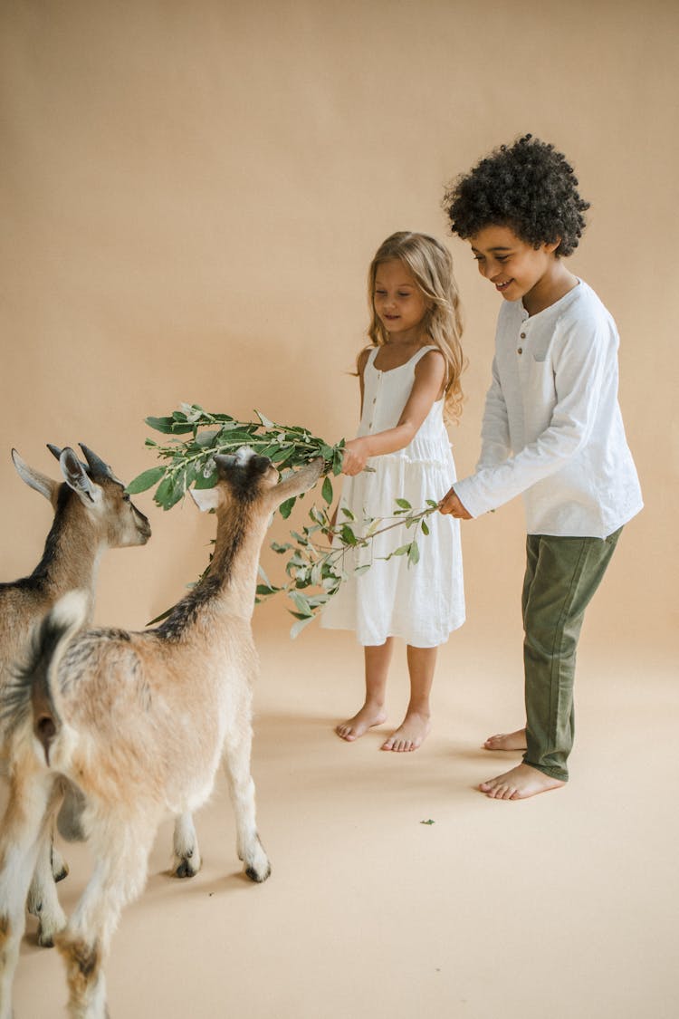 Kids Feeding Goats