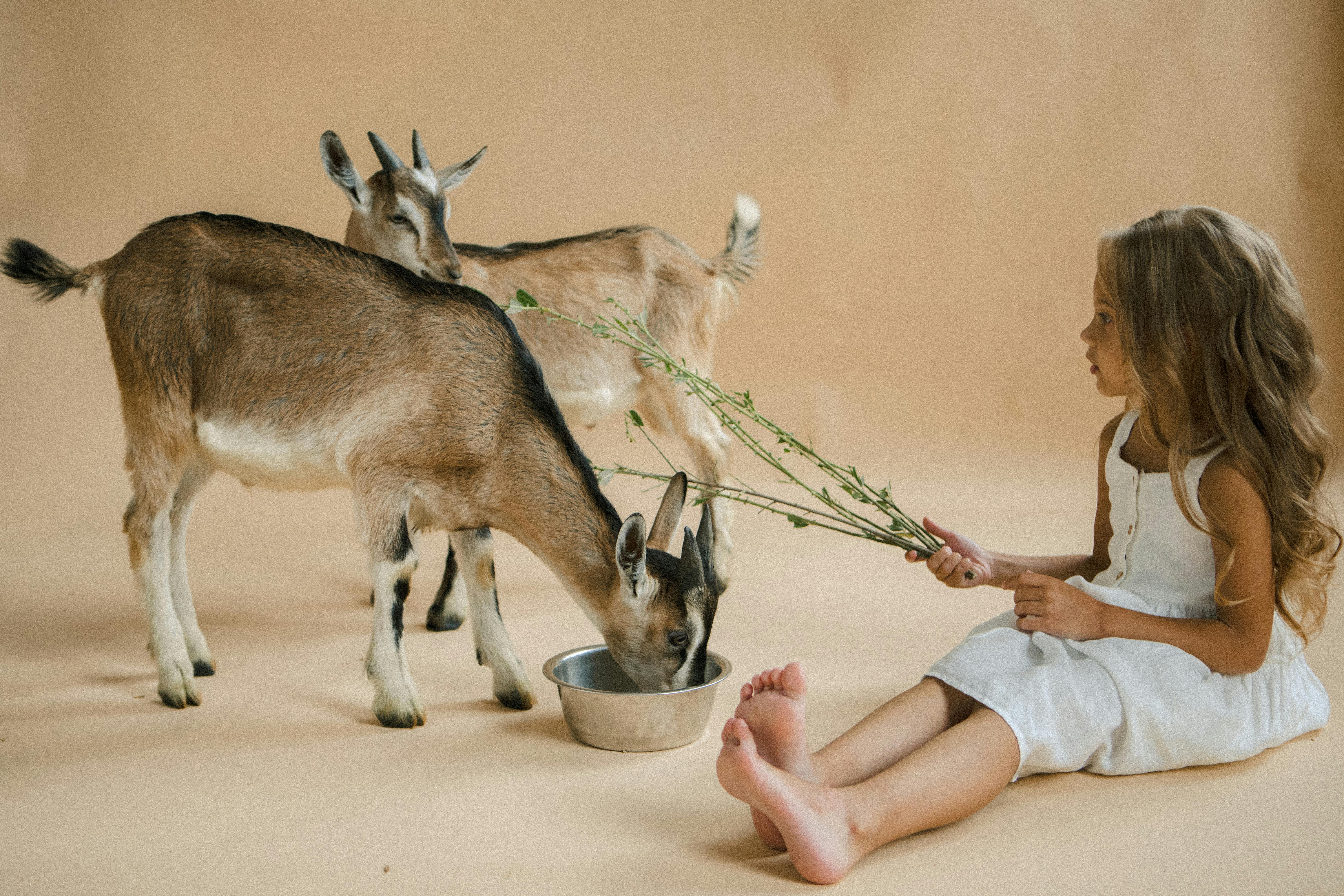 Animal Care Services Offers Pet Safety Tips for Easter — Photo by KATRIN  BOLOVTSOVA on Pexels