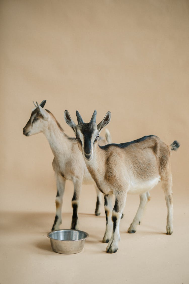 Goat Near Bowl On Studio Background