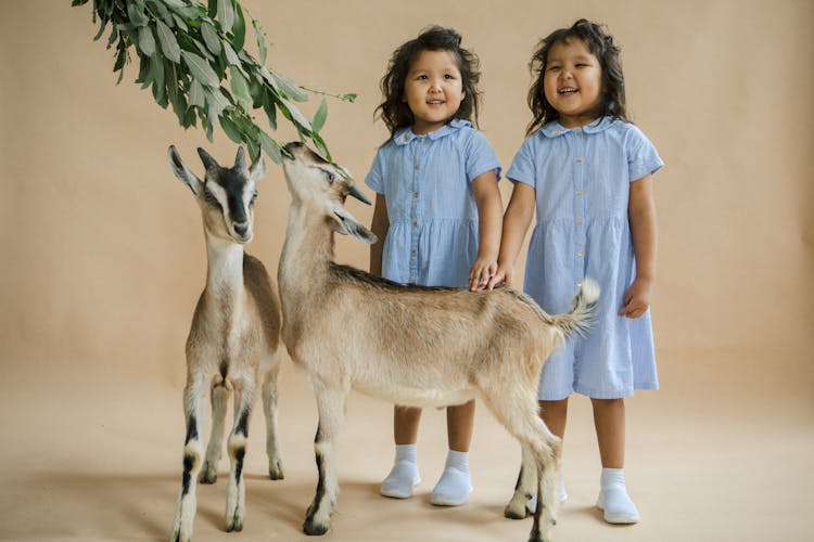 Little Twin Girls Posing With Small Goats