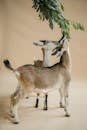 Three Brown Deer on Brown Sand
