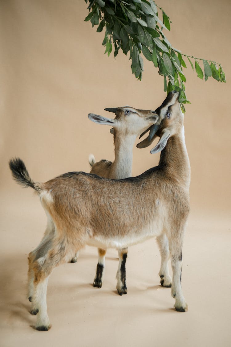 Little Goats Eating Leaves Photographed In A Studio