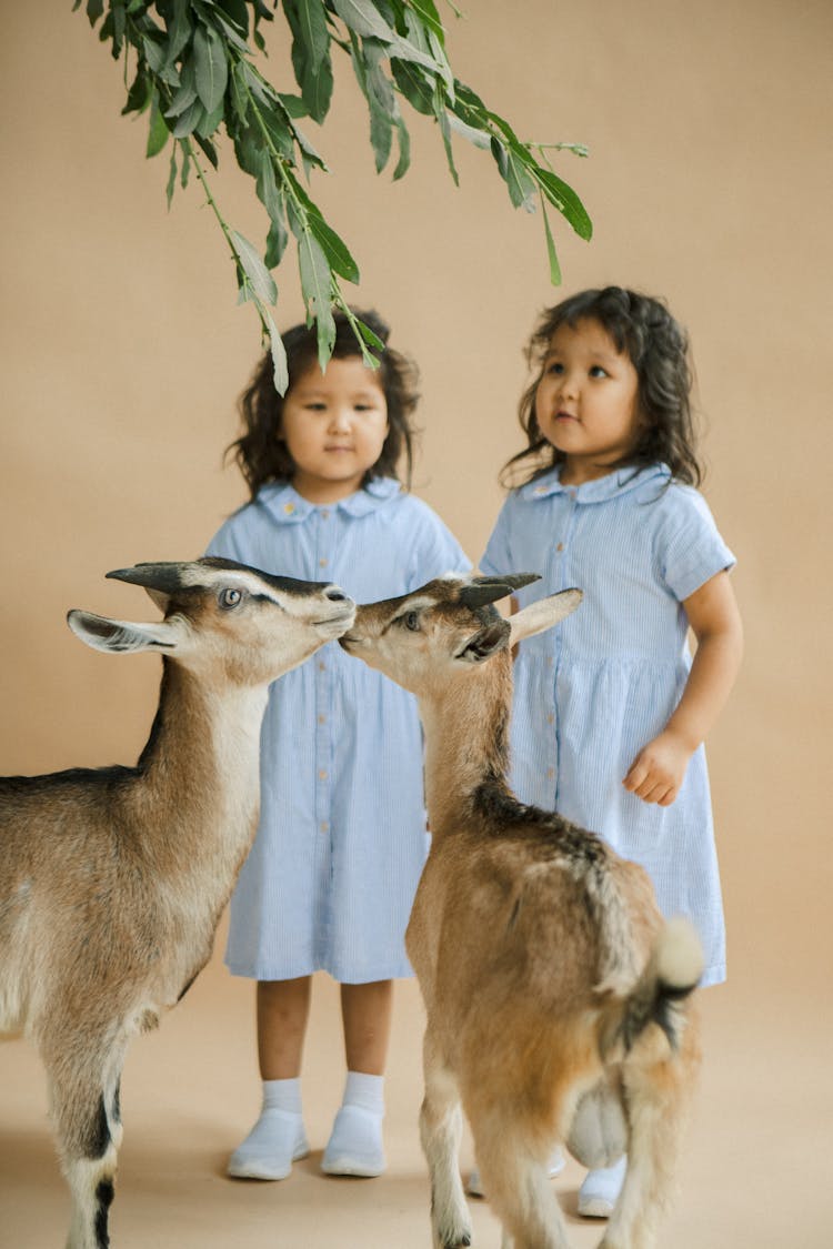 Twin Sisters With Goats