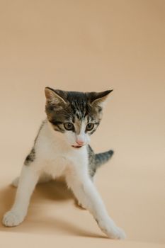 一只虎斑小猫顽皮地坐在柔和的黄色背景前，对着镜头摆出可爱的姿势