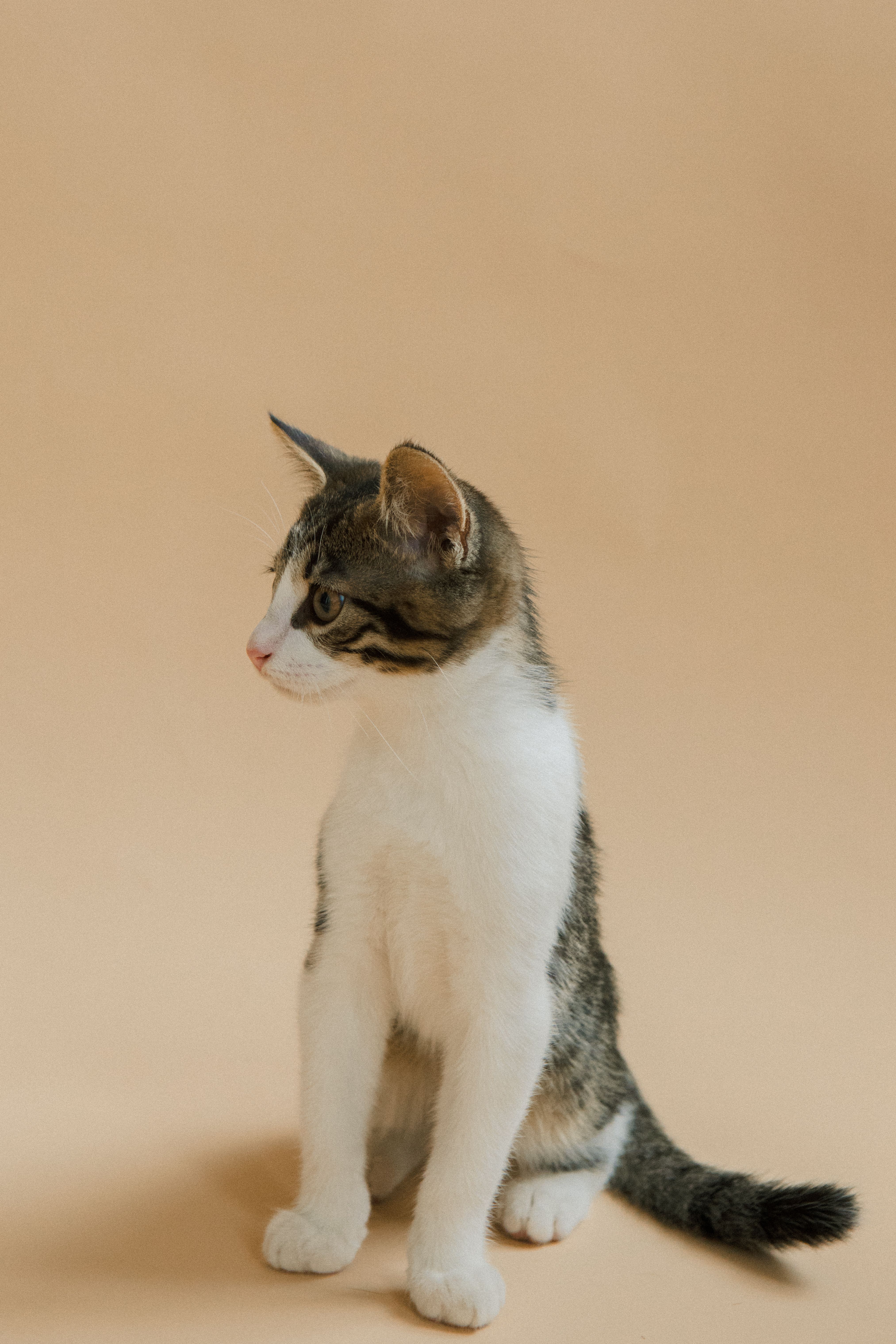 一只可爱的小猫坐在工作室的中性背景前，显得很好奇
