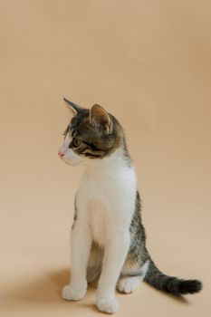 一只可爱的小猫坐在工作室的中性背景前，显得很好奇