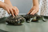 Person Holding Turtle on Table