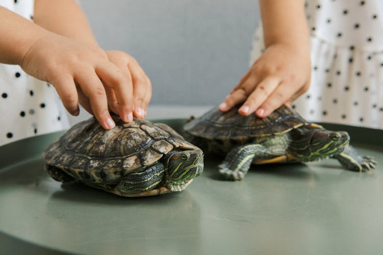 Unrecognizable Girls Touching Turtles Walking On Table