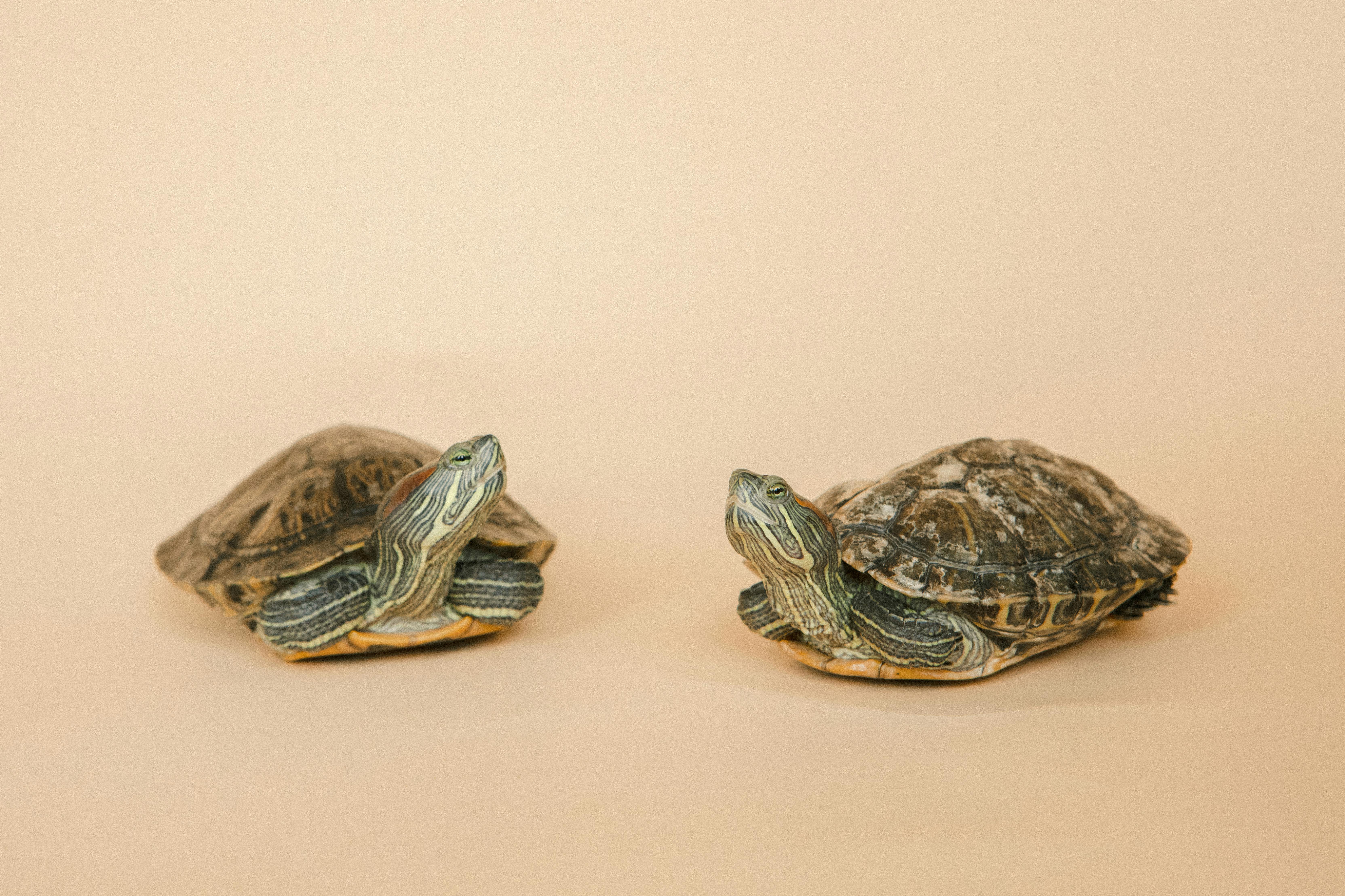 Red-eared turtles on a Pink Background · Free Stock Photo