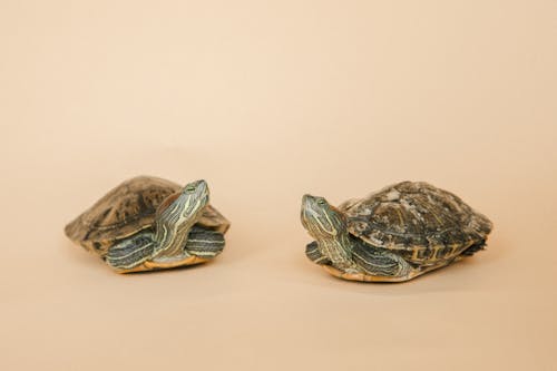Red-eared turtles on a Pink Background 