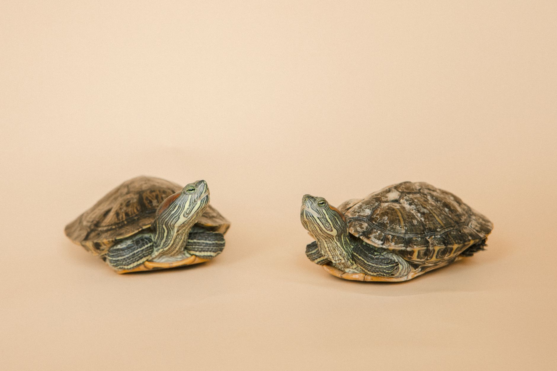 Best Turtle Habitat Setups for Beginners (2026) – Practical, Safe, and Easy-to-Maintain Homes for Your Turtle