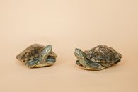 Red-eared turtles on a Pink Background