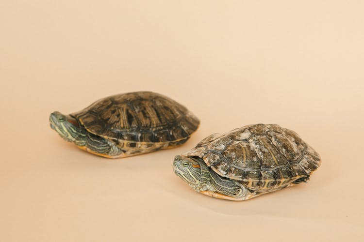 Red-eared Turtles On A Pink Background