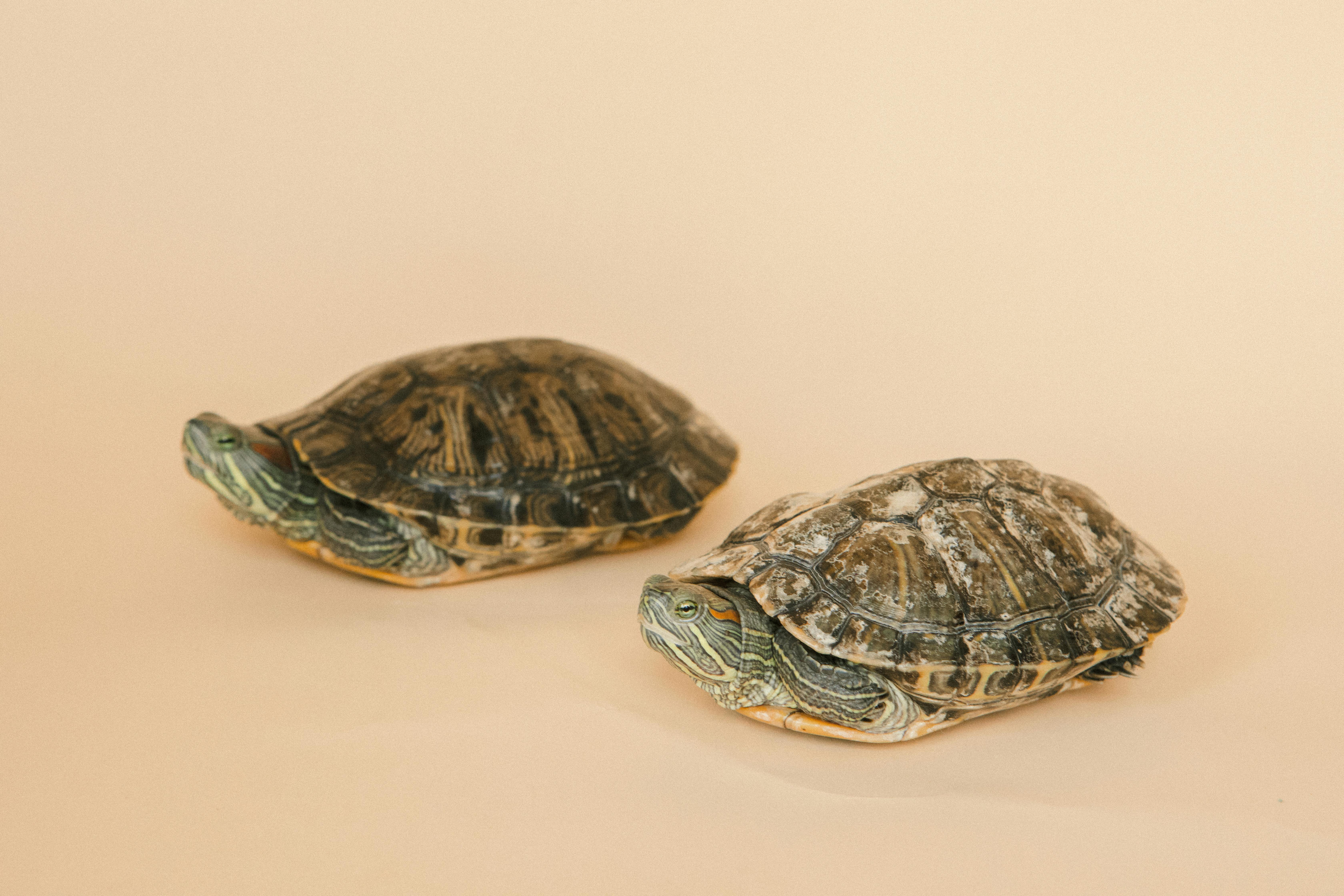 Red-eared turtle shells