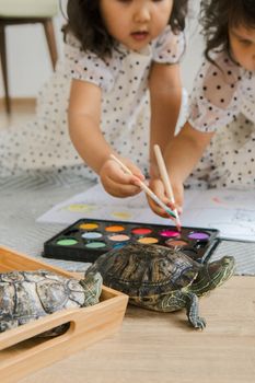 turtle photo