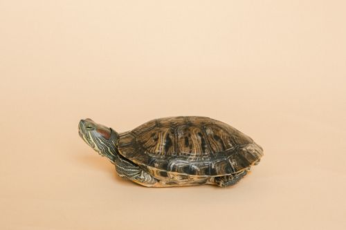 Free Detailed photo of a Red-Eared Slider turtle on a plain background. Stock Photo