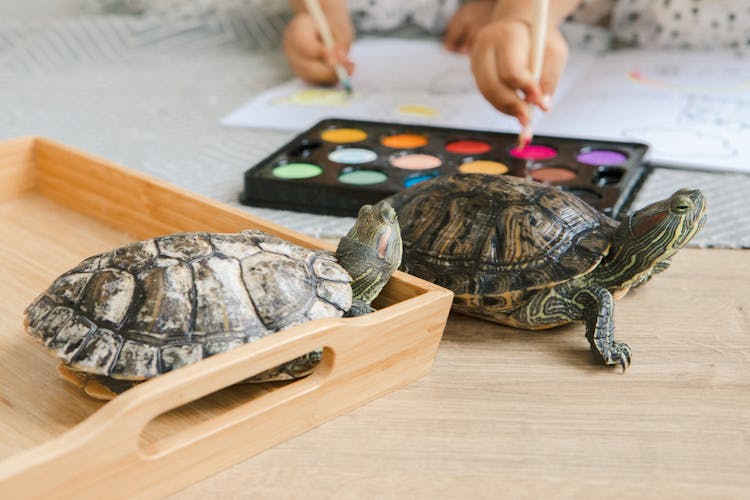 Two Turtles Looking At Unrecognizable Children