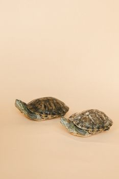 在工作室里，两只红耳海龟以米色背景被拍摄