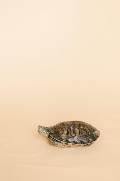 Turtle on Studio Background