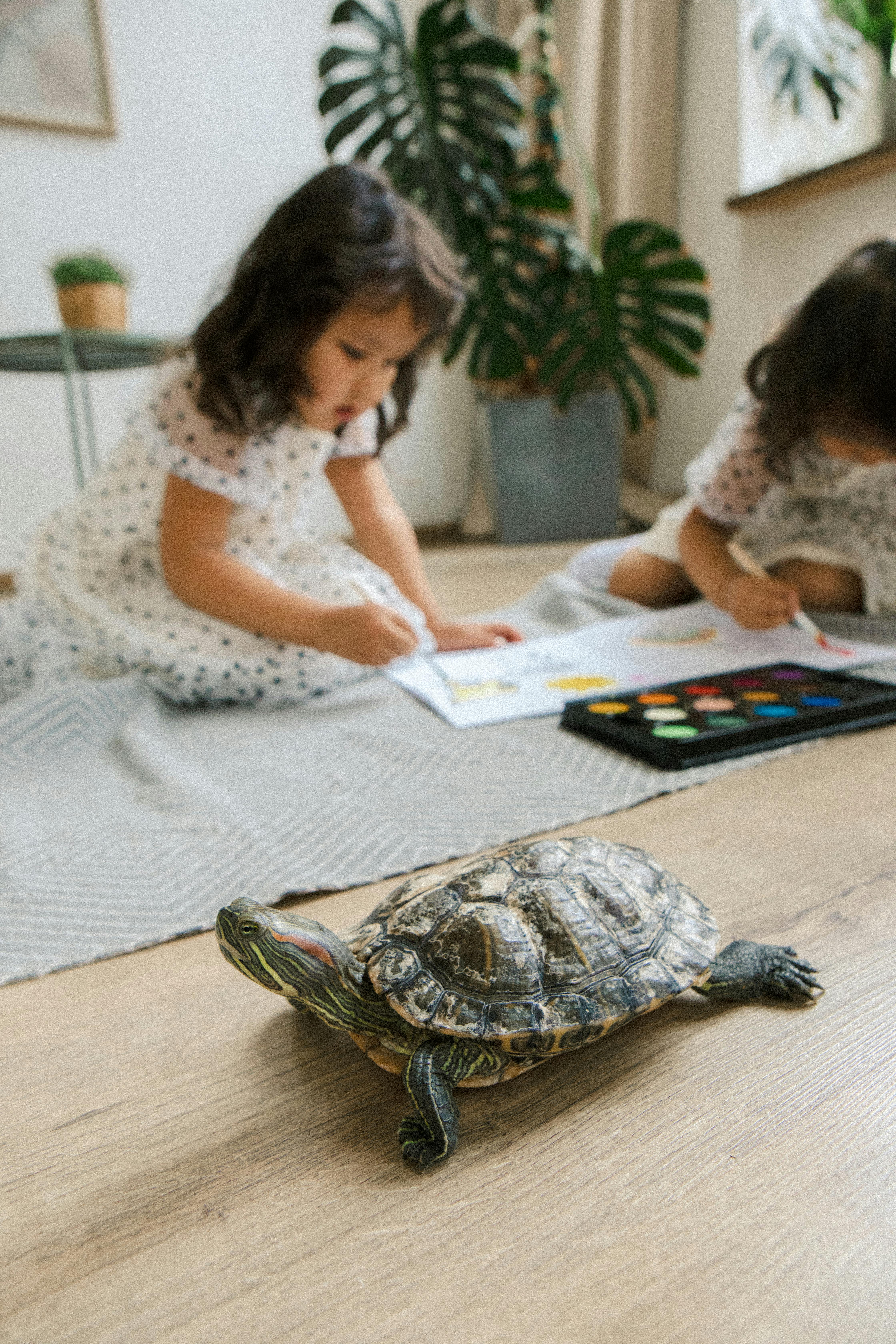 Red-eared Turtle Walking Freely in a House Next to Two Little Girls Painting