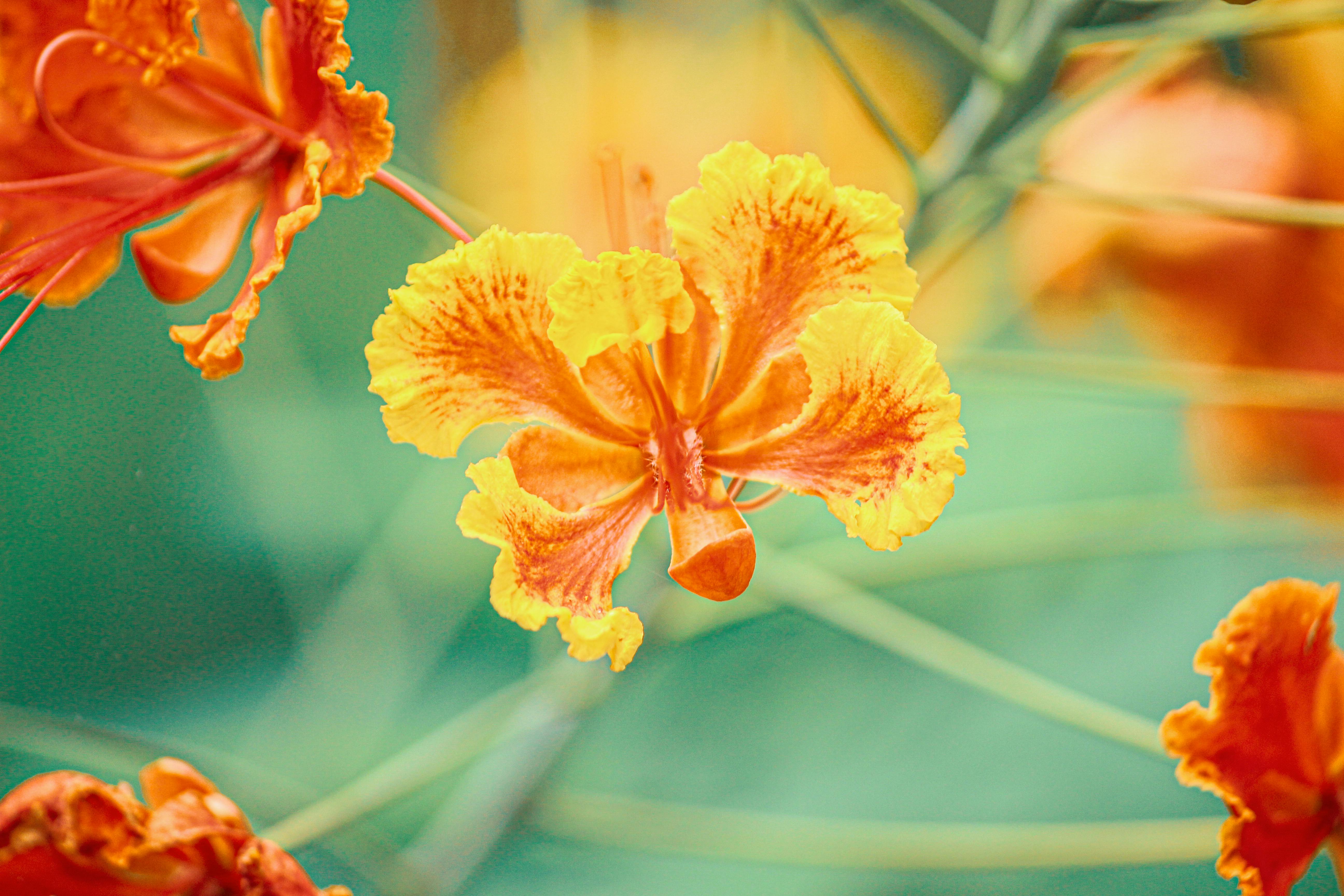 Emancipation Day: August 1 Flower Traditions in T and T